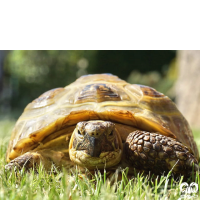 گونه لاکپشت مهمیزدار Mediterranean Spur-thighed Tortoise